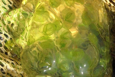 Spotted salamander incubate their young using solar powered eggs.