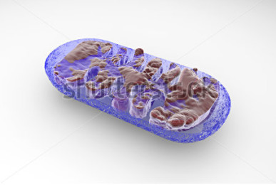 Section of a mitochondria seen from the microscope cell